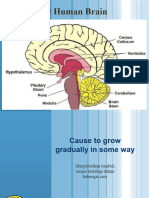 The Human Brain