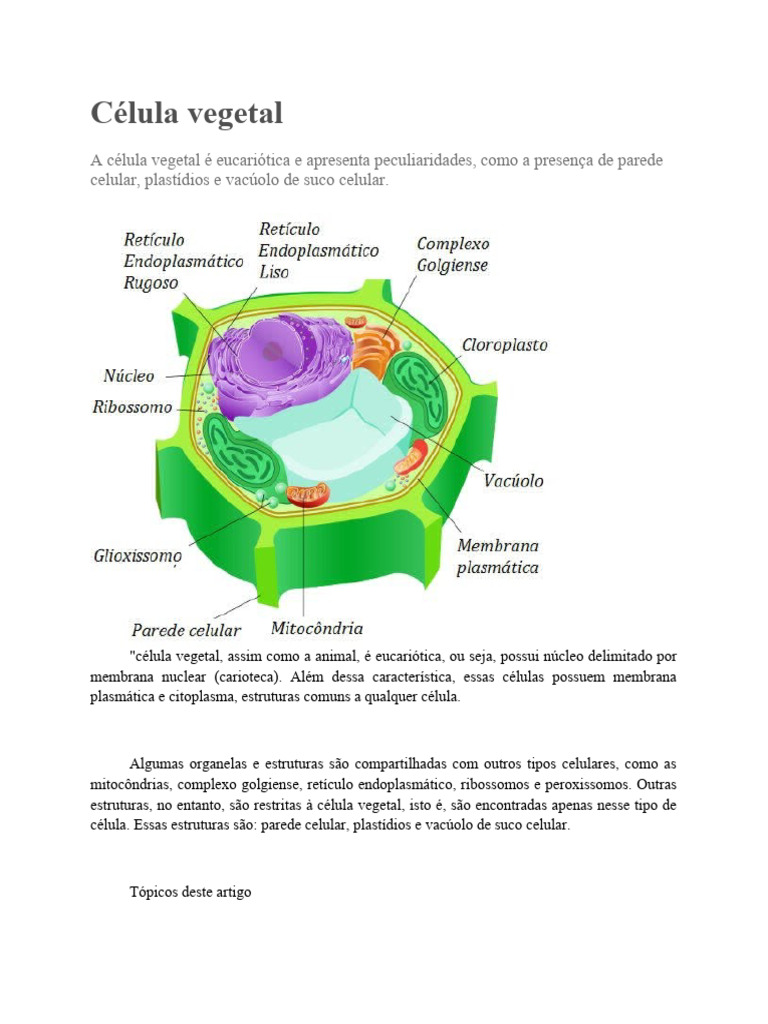 Estudo Da Celula | PDF | Célula (Biologia) | Vacúolo, image size:768x1024