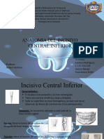fISIOLOGIA DE LA OCLUSION SEMESTRE II (Anatomia Del Incisivo Central Inferior)