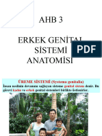 AHB 3 - 1-1 Erkek Genital Sistemi