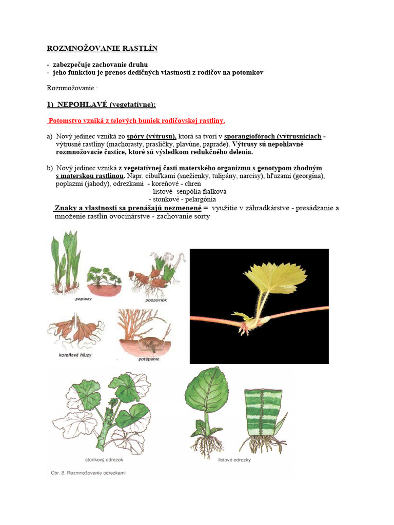 Rozmnožovanie Rastlín | PDF