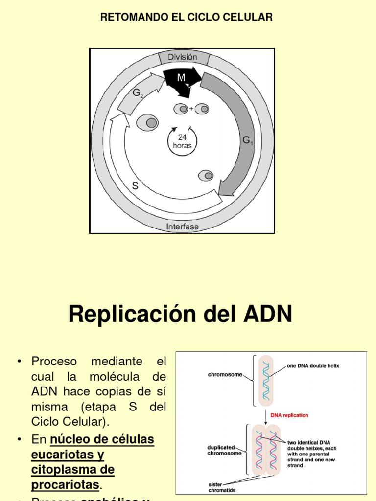 Duplicación del ADN en el Ciclo Celular | PDF | Replicación De Adn | Adn