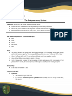 The Integumentary System Lecture Notes