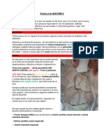 Práctica 8 de ANATOMÍA 2