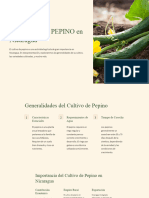Cultivo de Pepino en Nicaragua