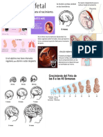 Periodo Fetal