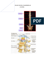 Trauma de Columna y Raquimedular