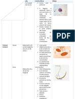 Cuadro Comparativo Segundo Parcial