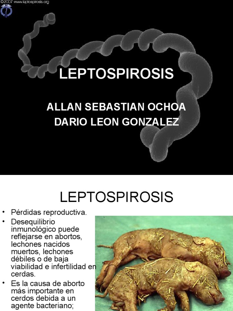 Leptospirosis en cerdos: Impacto y síntomas | PDF | Especialidades ...