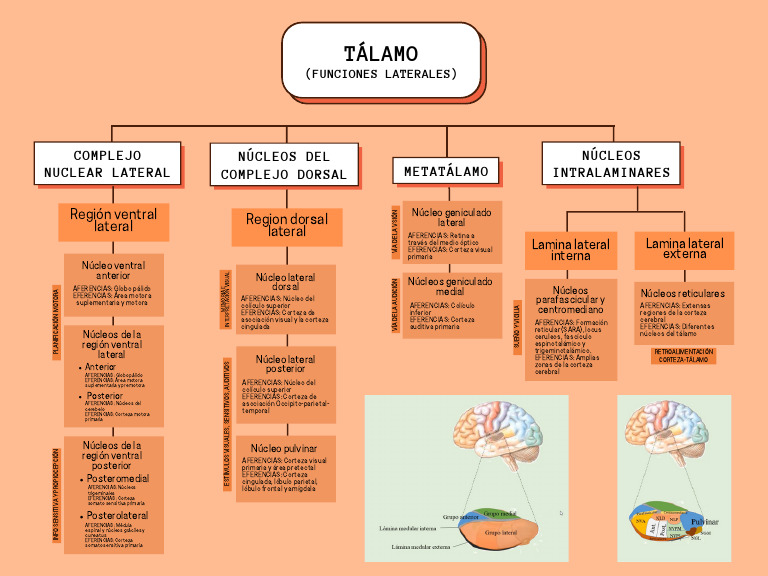 Tálamo | PDF | Tálamo | Cerebro