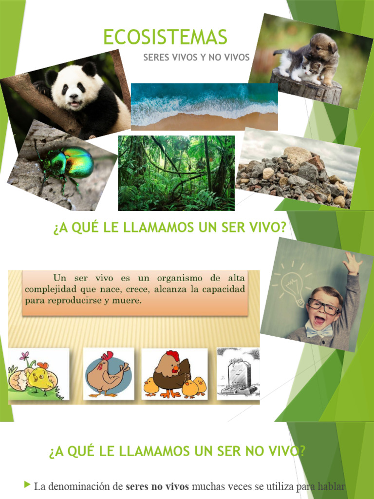 Seres Vivo y No Vivos - 4 | PDF