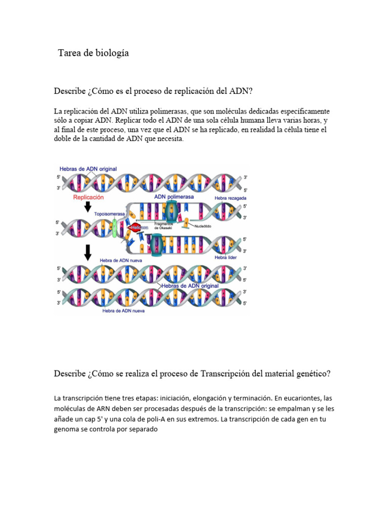 Proceso de Replicación y Traducción del ADN | PDF