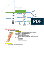 Plexo Braquial y Arterial