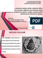 T-9 Nucleo Celular-Acidos Nucleicos-Prof. Anabel Gonzalez. Ok