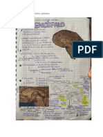 Sistema Nervioso Semana 13