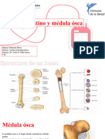 Hematopoyesis