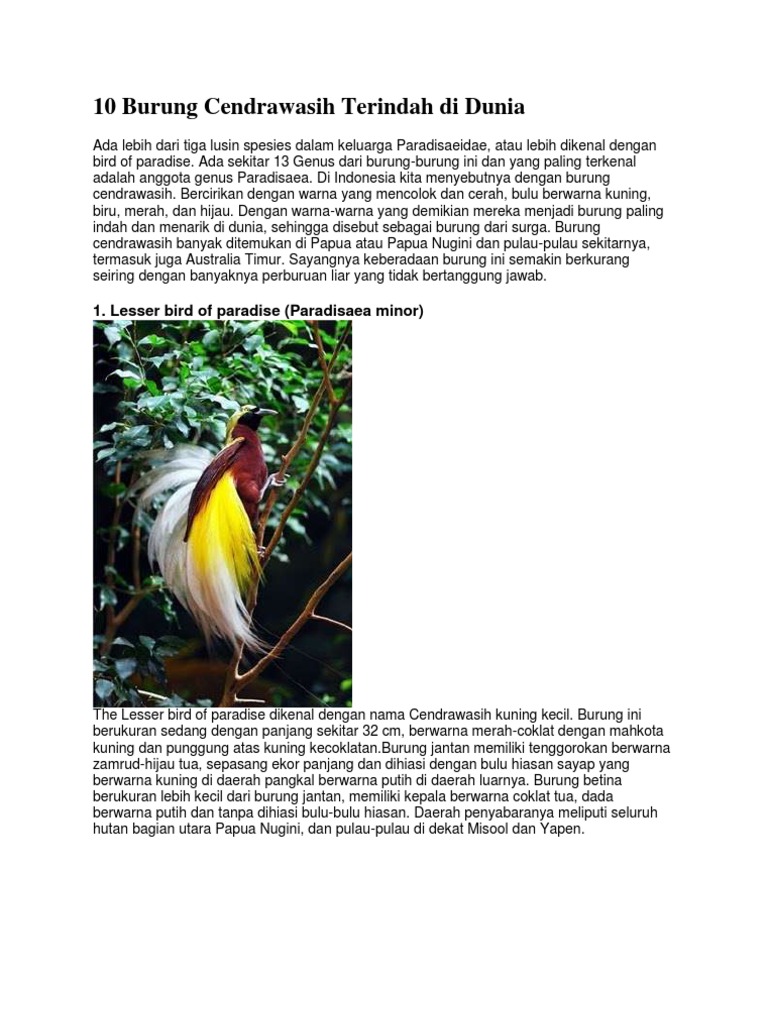 10 Burung Cendrawasih Terindah Di Dunia