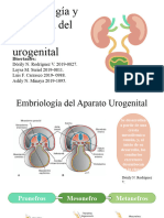 Embriologia y Fisiologia Del Sistema Urogenital