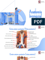 Anatomia Bronquial