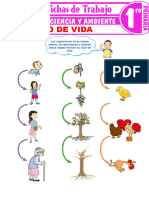 Ciclo de Vida para Primer Grado de Primaria