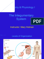 Integumentary System 
