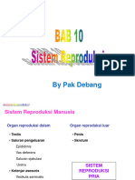 Bab 10 System Reproduksi