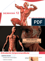 Semana 12 Anatomia 2