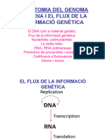 1 DNA Estructura