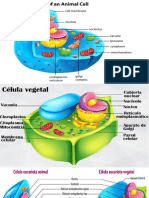 Tarea Celula Euvariota 4°