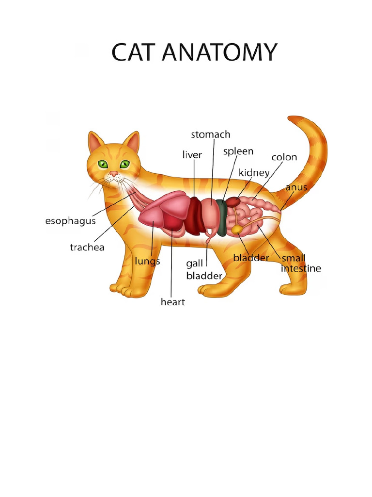 Anatomia Gato Pdf