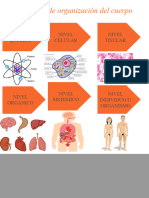 1° Niveles de Organizacion Del Cuerpo