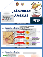 Glándulas Anexas 2024 - PDF