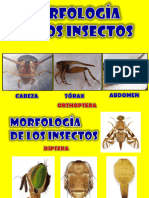 2 Morfología de Insectos