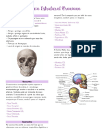 Estrutura Craniana 