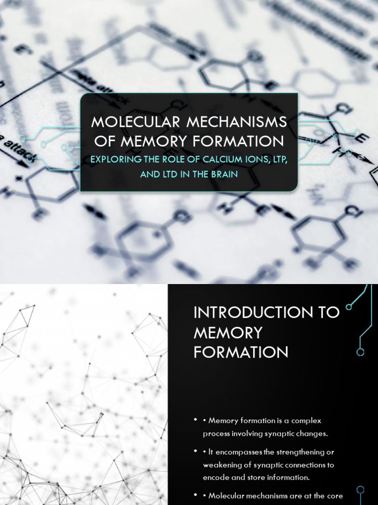 Molecular Mechanisms Memory Formation Download Free Pdf Synaptic