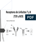 2T Receptores BCR y TCR