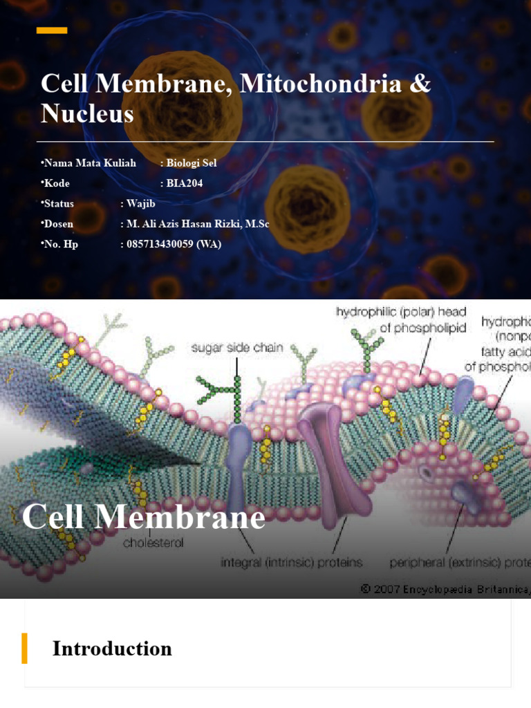 Cell Membrane, Mitochondria & Nucleus Overview | PDF | Rna | Cell Membrane