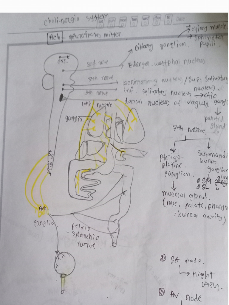 Cholinergic system PDF