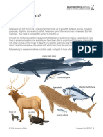 Cetaceans Case-Study