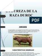 Diapositiva Raza Duroc
