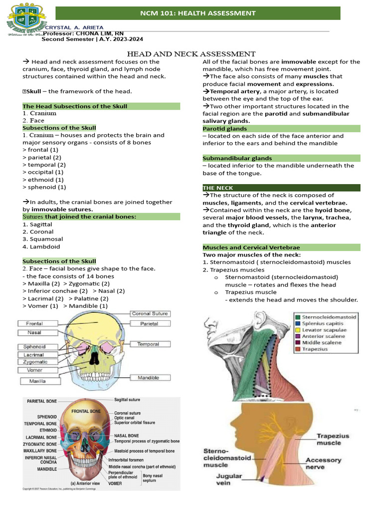 Head and Neck Assessment | PDF | Skull | Neck