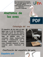 Anatomia Del Ave