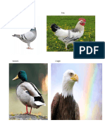 Pigeon. Coq