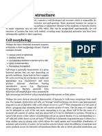 Bacteria Cell Structure