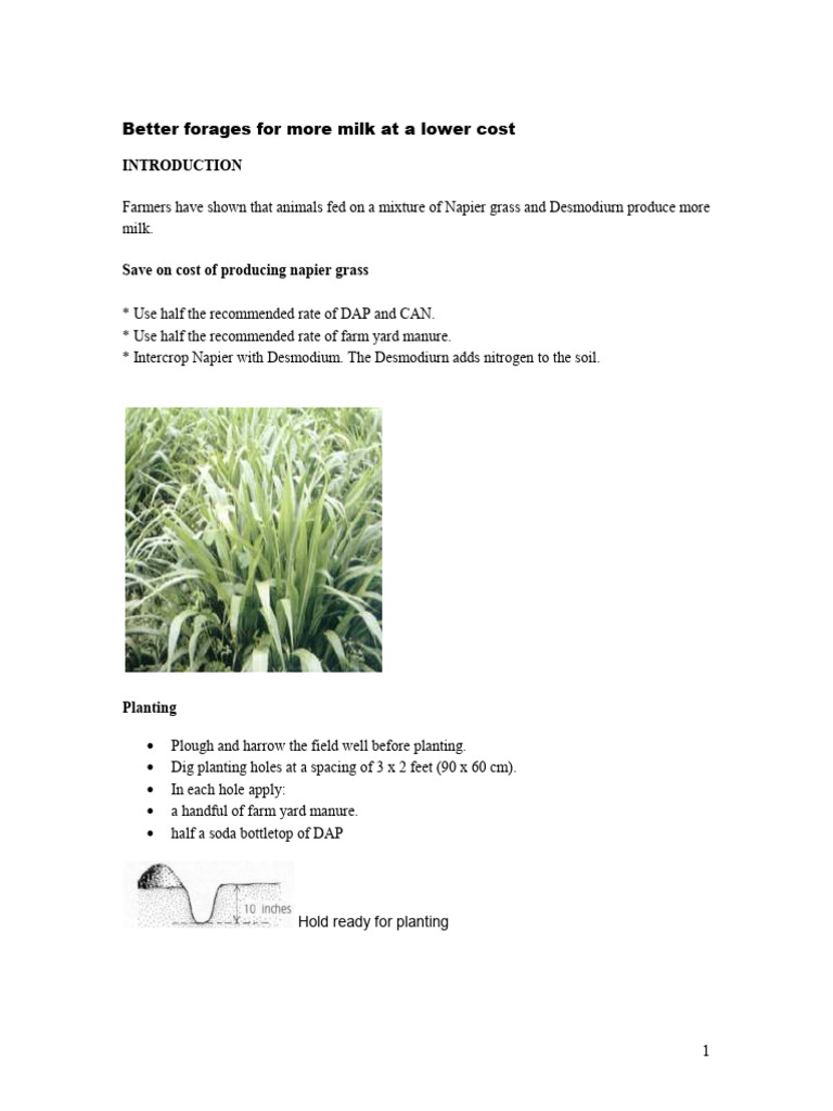 Better Forages For More Milk at Lower Cost | PDF