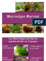 Macroalgas Marinas