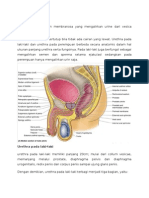 Anatomi Urethra Pada Pria by Nita