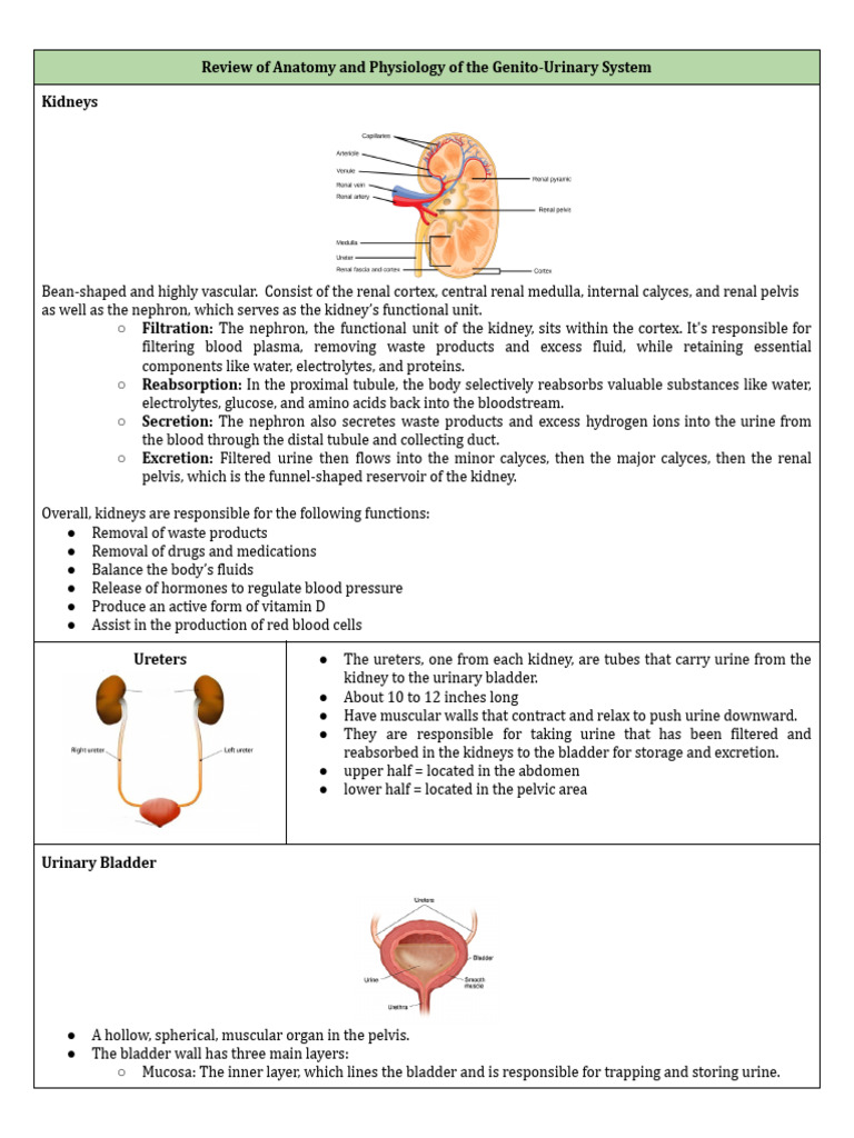 Anatomy visual data 2