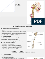 A Felső Végtag Ízületei