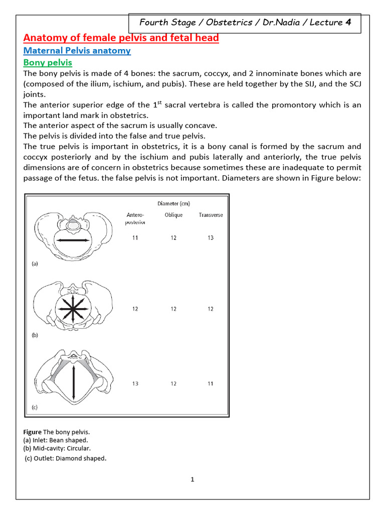 Anatomy and Dimensions of Female Pelvis | PDF | Pelvis ...